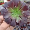 Black Aeonium
