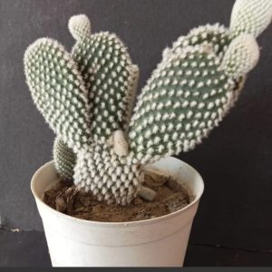 White Bunny Ear Cactus