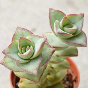 Crassula Perforata