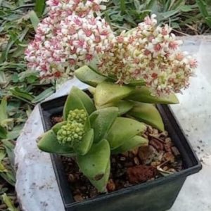Crassula