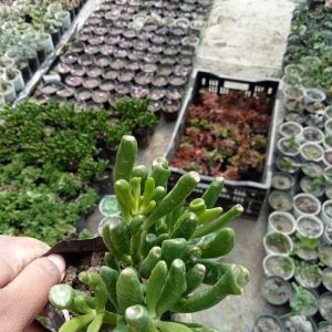 Crassula Ovata Gollum