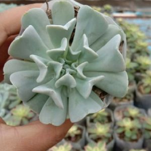 Echeveria Cubic Frost
