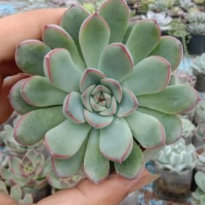Echeveria Blue Sky