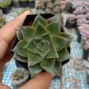 Echeveria Dionyosis