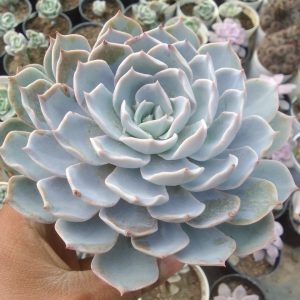 Echeveria Esther