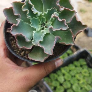 Echeveria Frill Curls