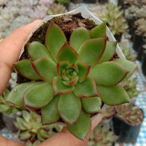 Echeveria Pulidonis