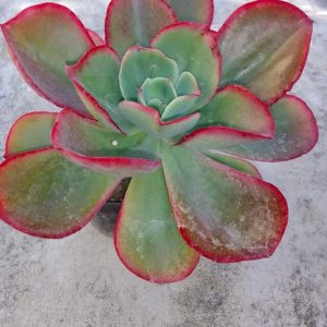 Echeveria Gigantea