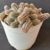 Echinopsis Chamaecereus - Peanut Cactus