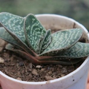 Gasteria