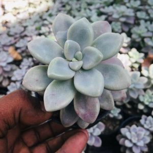 GraptoSedum Clavatum