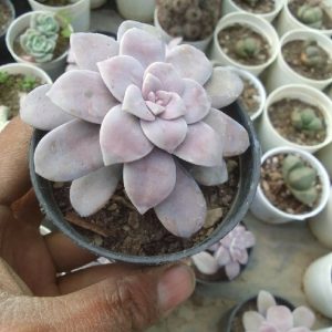 Graptopetalum paraguayense