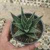 Haworthia Limifolia