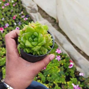 Haworthia Mirabilias