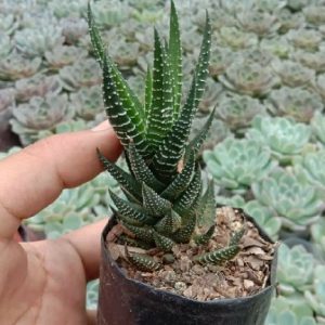 Haworthia Fasciata