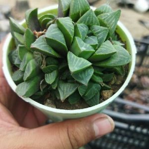 Haworthia Pygmae
