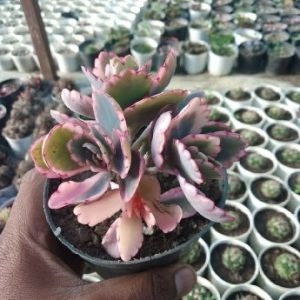 Kalanchoe Fetchschonki Variegata