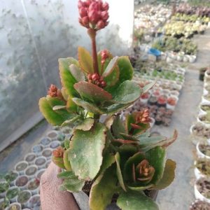 Kalanchoe