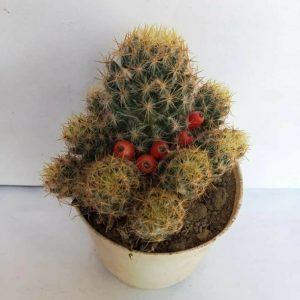 Mammillaria Prolifera