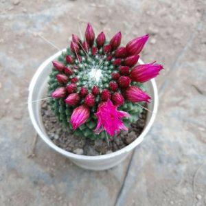 Mammillaria Polythele cv. Stachellos