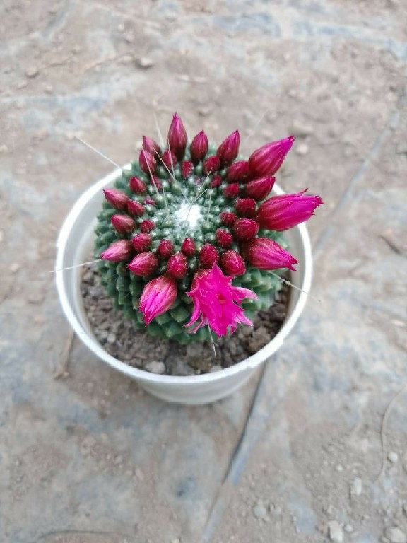 Mammillaria 'Stachellos 219~2