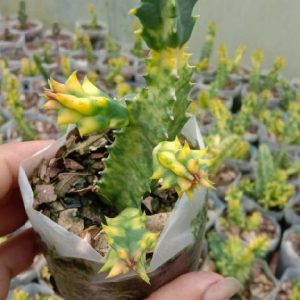 Orbea semota var. lutea