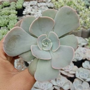 Echeveria Painted Pink