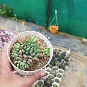 Pink Jelly Bean (Sedum rubrotinctum 'Aurora')