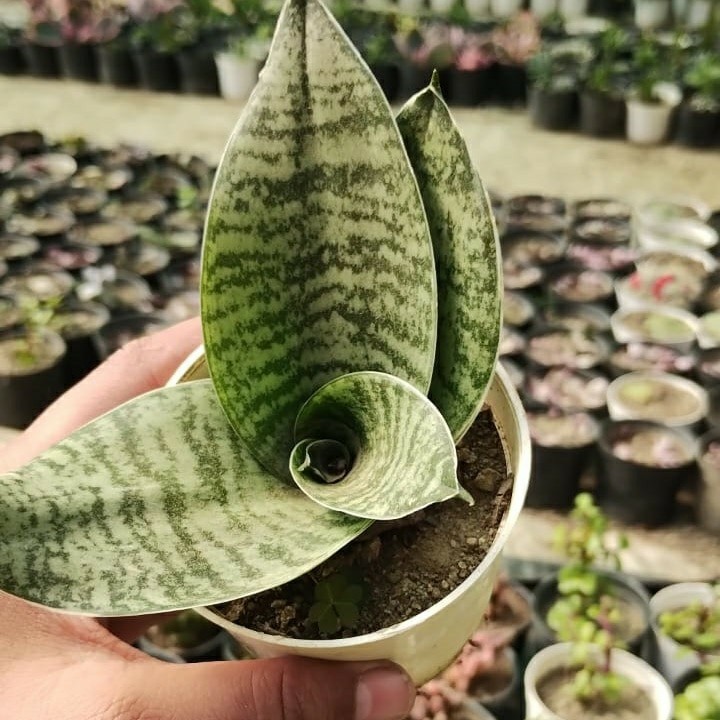 SANSEVERIA DWARF (SNAKE PLANT) 215~2