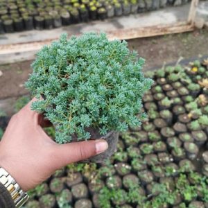 Sedum Grass