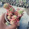 Sedum Rubrotinctum