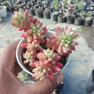 Sedum Rubrotinctum