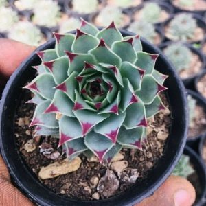 Sempervium Calcereum