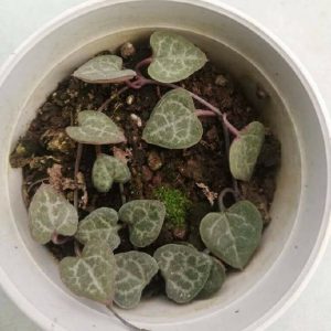 String of Hearts (Green)