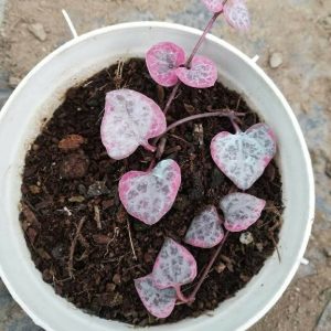 String Of Hearts (Pink)