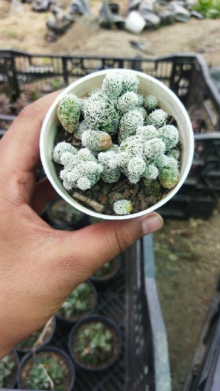 Thimble cactus-2 219~2