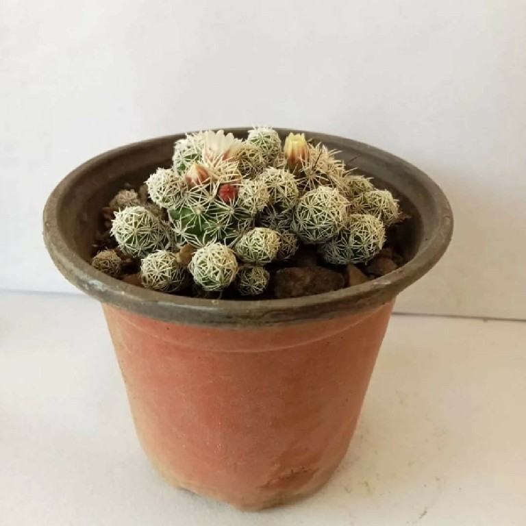 Thimble cactus 219~2