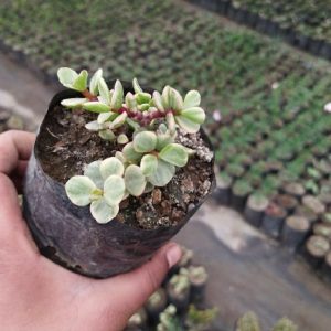 Yellow Elephant Bush