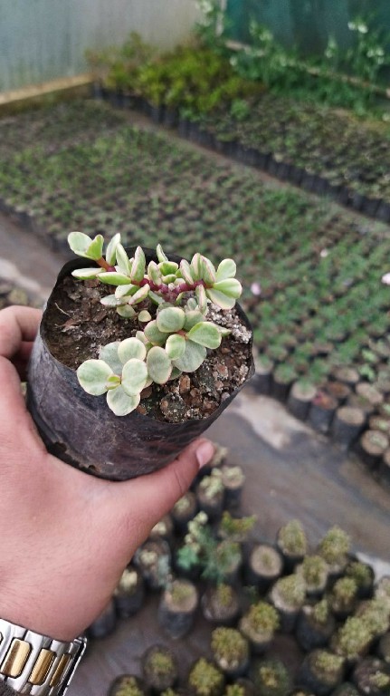 YELLOW ELEPHANT BUSH 149~2