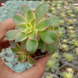 Yellow Variegated Campfire