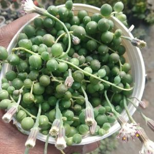 String of Pearls ZX