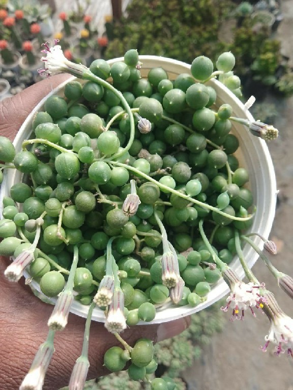 string of pearls zx 100~2