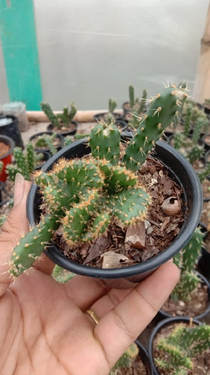 Acanthocereus tetragonus 185