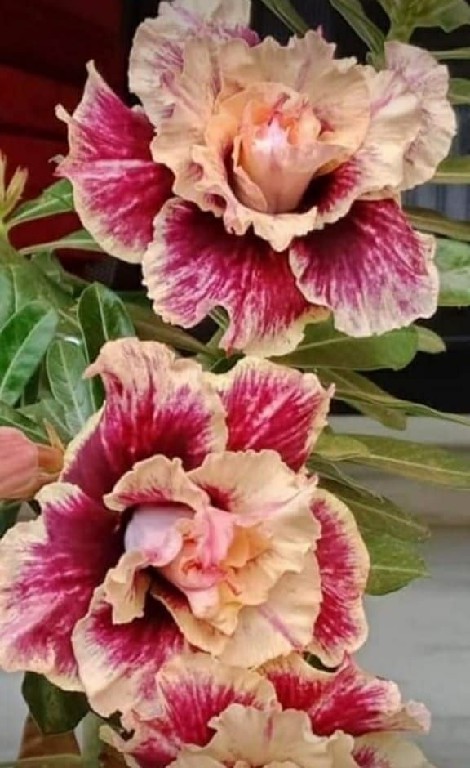 Adenium double pattern 210 2~1