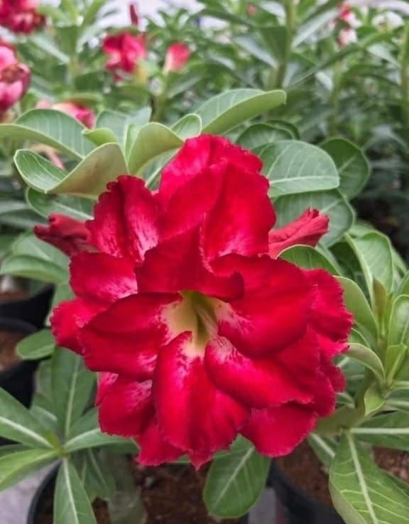 Adenium double pattern 210~1