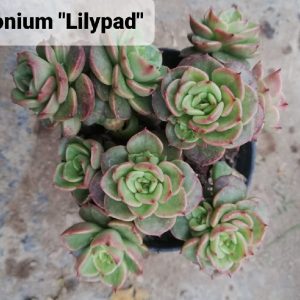 Aeonium Lilypad