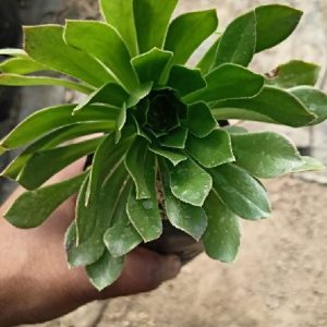 Aeonium Arboreum - Tree aeonium