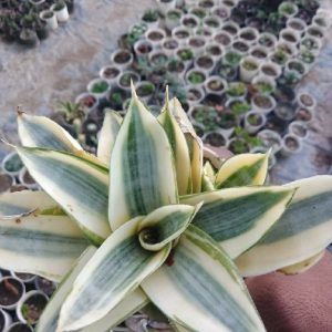 Agave Victoriae-Reginae