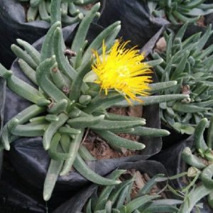 Bergeranthus multiceps (Salm-Dyck) Schwantes