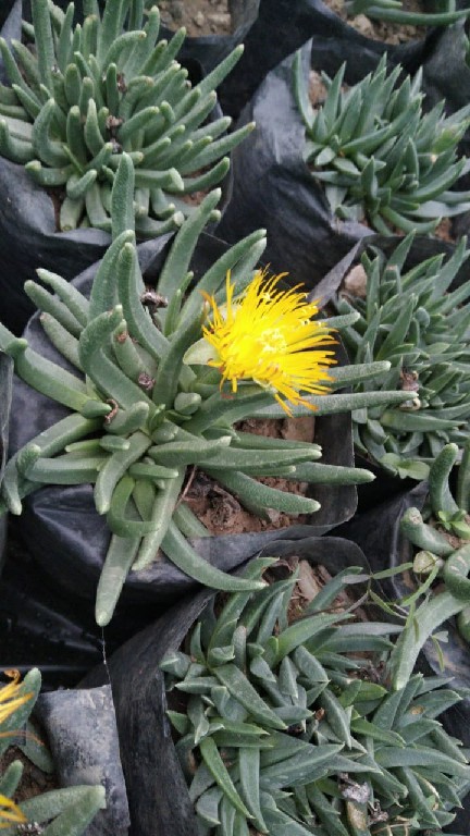 Bergeranthus multiceps (Salm-Dyck) 125~1